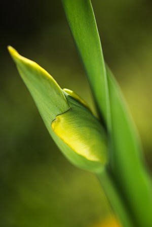 Tulip Bud 